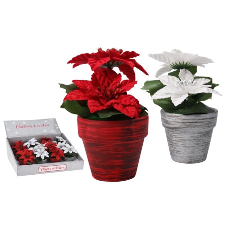 Koopmann ANM222620 - Stella di Natale 12 cm