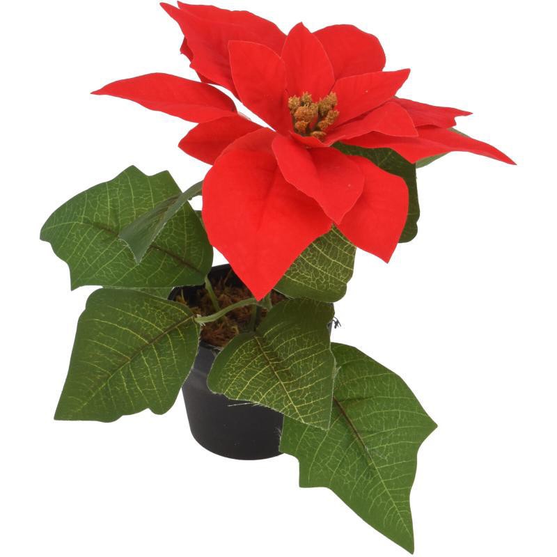 Koopman MT1000020 - Stella di Natale Artificiale 19 cm